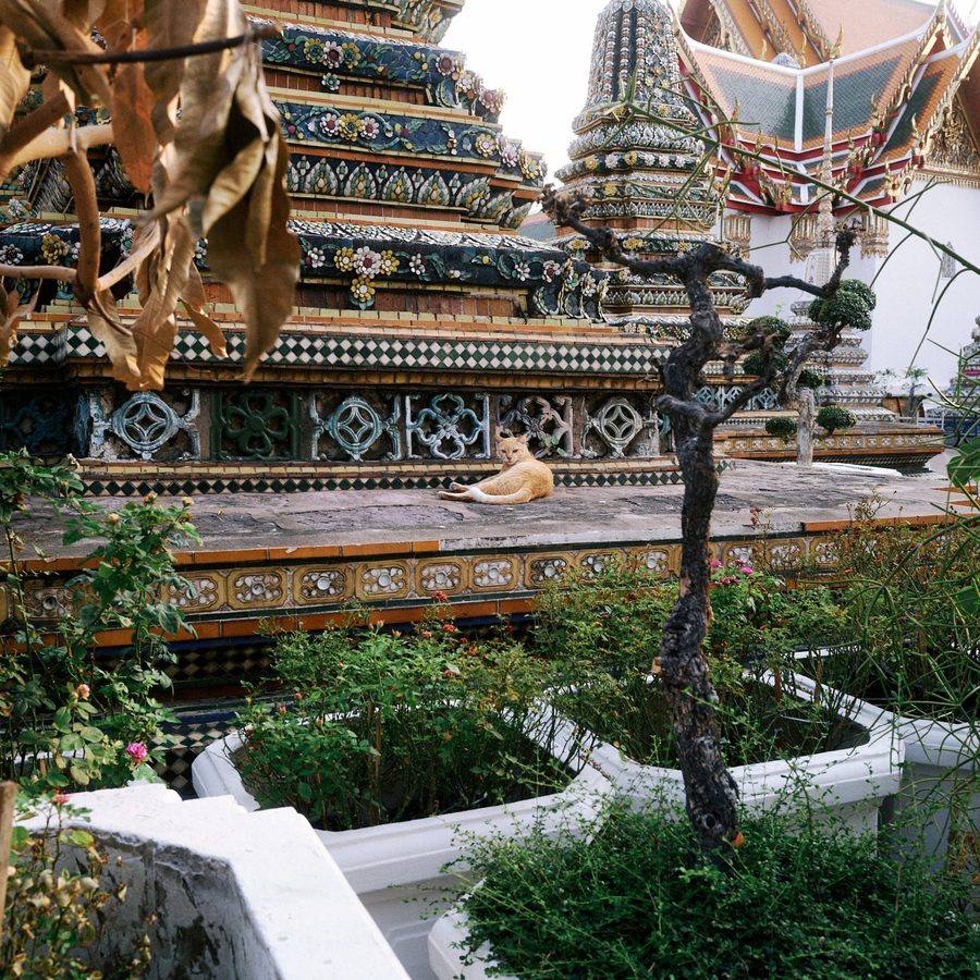 Cover artwork for the Drift EP by gknister, a cat resting at a tiled temple in Bangkok