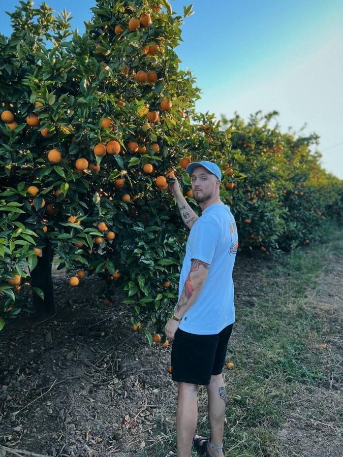 gknister picking oranges in a grove, the image behind the single Obststand